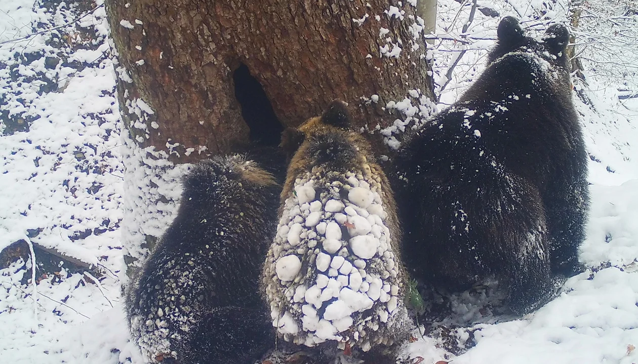 Bieszczadzkie niedźwiadki zapadają w sen zimowy. "Antosia i Kostek mówią wszystkim dobranoc" [WIDEO] - Zdjęcie główne