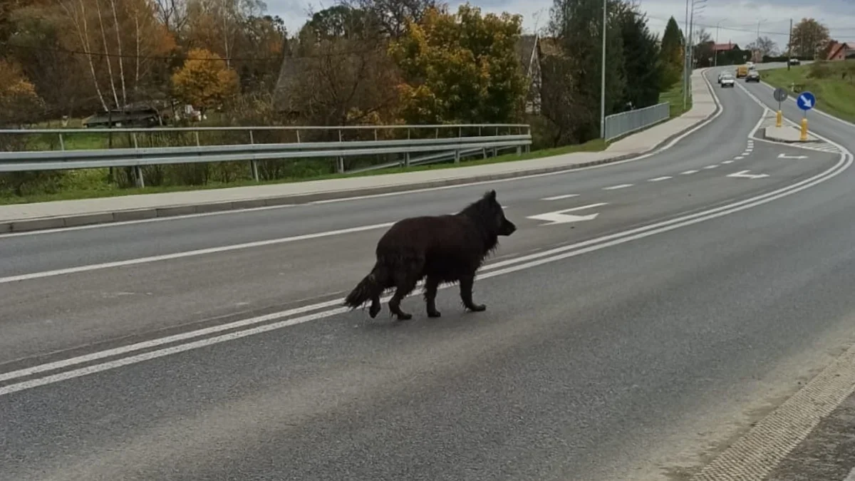 W okolicach Glinnego zaginął pies. Od wczoraj nieustannie trwają poszukiwania - Zdjęcie główne