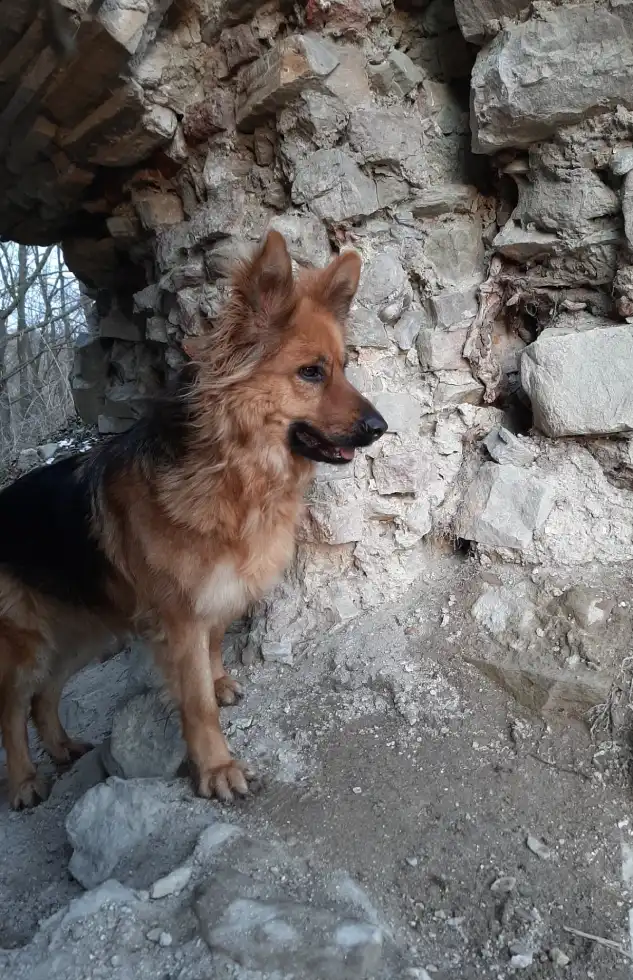 Z psem w Bieszczady - gdzie można wędrować i co zobaczyć ? - Zdjęcie główne